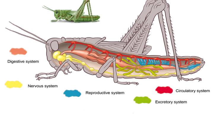 serangga memiliki sistem peredaran darah
